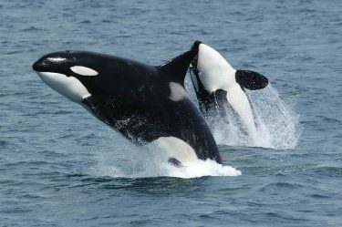 killer-whales-591130_1280