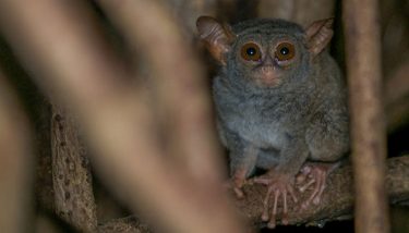 tangkoko-tarsier