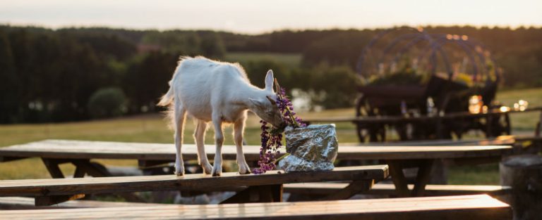 Picknicken op Beeckestijn