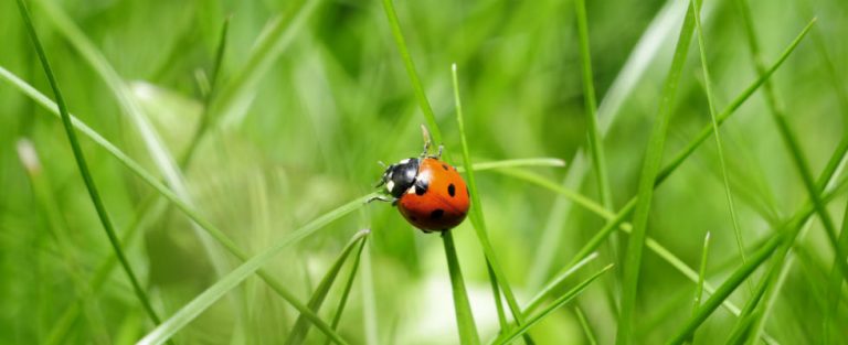 Insecten als avondeten