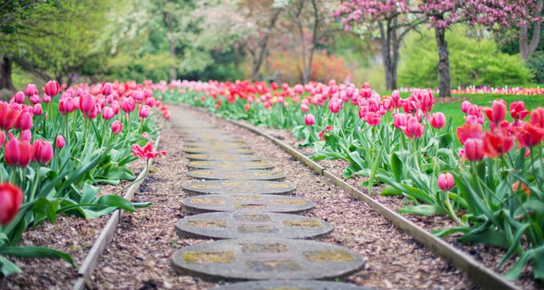 De Hortus Bulborum: Bloemenpracht in Limmen