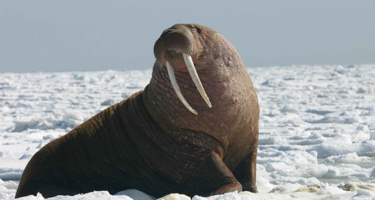 Walrus? Geen Van Gogh