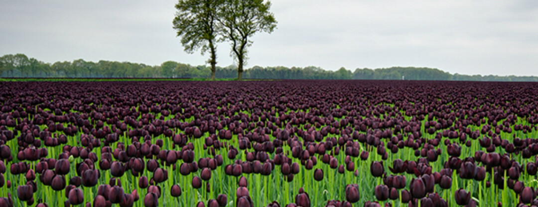 Tulpenvelden