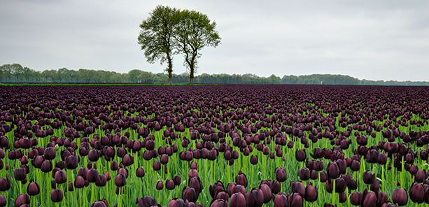 Tulpenvelden