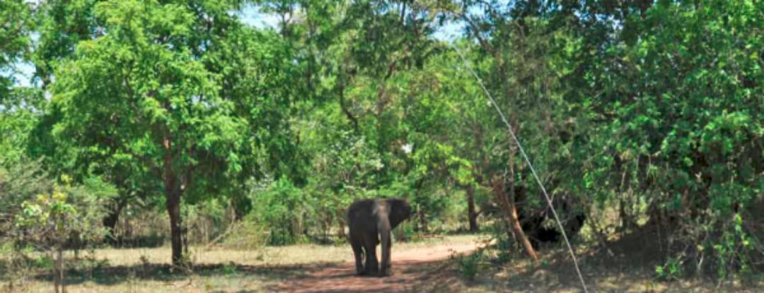 Achtervolgd door een boze olifant…