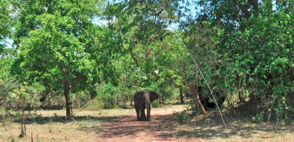 Achtervolgd door een boze olifant…