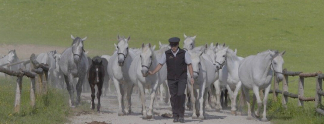 De zoektocht naar het perfecte paard