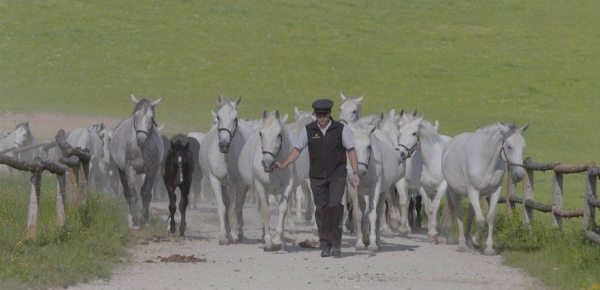 De zoektocht naar het perfecte paard