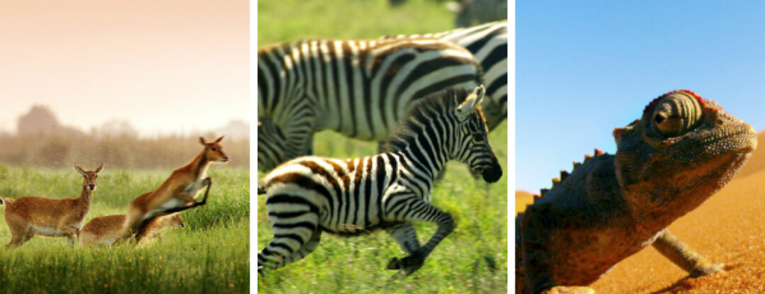 Nature: win deze prachtige documentaire