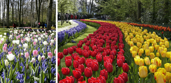 Win kaartjes voor Keukenhof