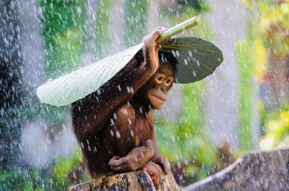 Museon NatGeo Onbekende Wereld Andrew Suryono, Orang Oetan in de regen low res