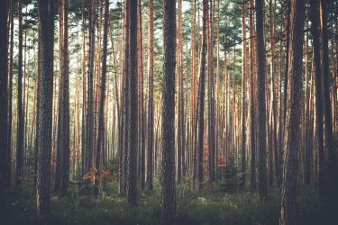 bomen communiceren