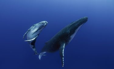 Giant whales