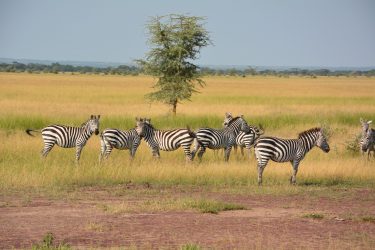 zebras-1016064_1920