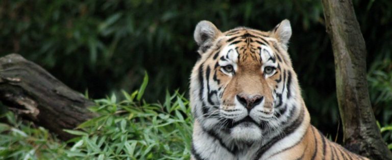 De oude tijger en de lachende aap