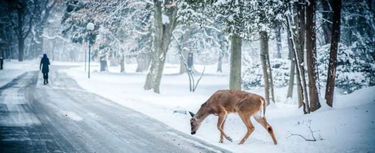 Witte Kerst? Vergeet het maar