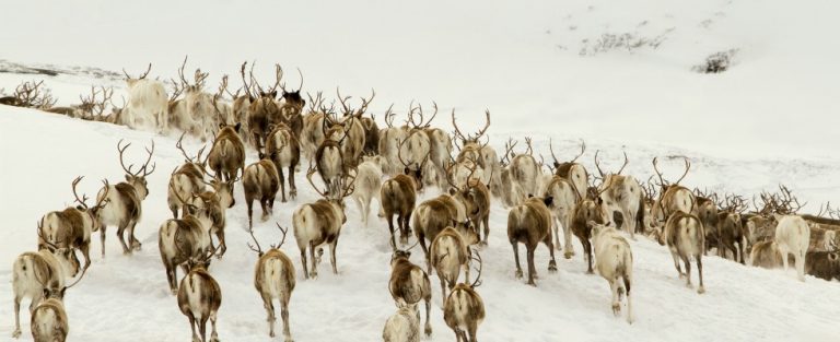 Ontdek de Europese wildernis in Les Saisons