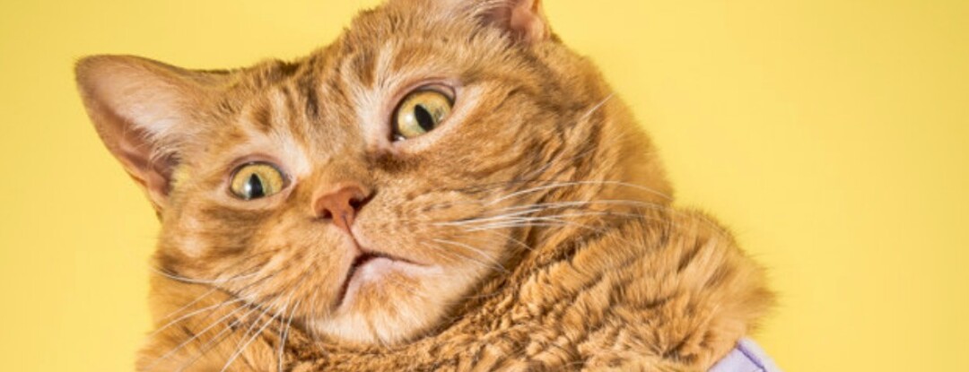 Deze fotoserie met mollige katten wil je zien