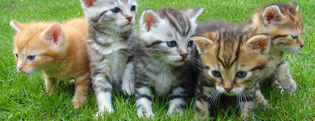 Nalaten aan de dierenbescherming