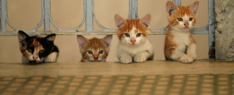 De katten van Istanboel