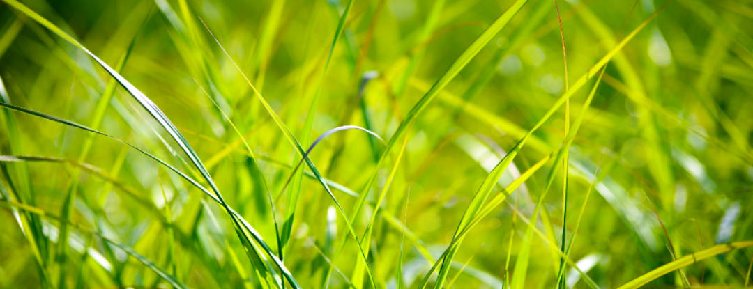 Verwaaid gras