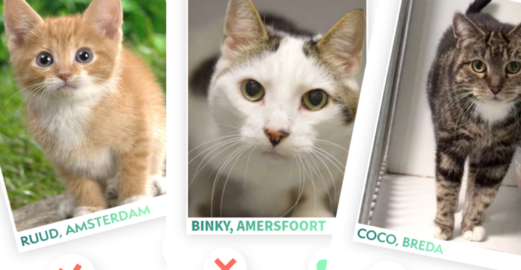 Op zoek naar de mooiste poes