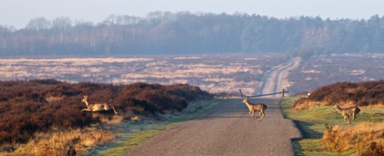 Genieten in Apeldoorn