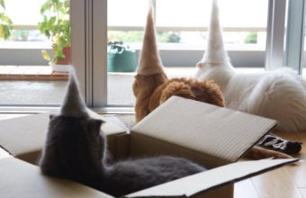 Katten met een kek hoedje