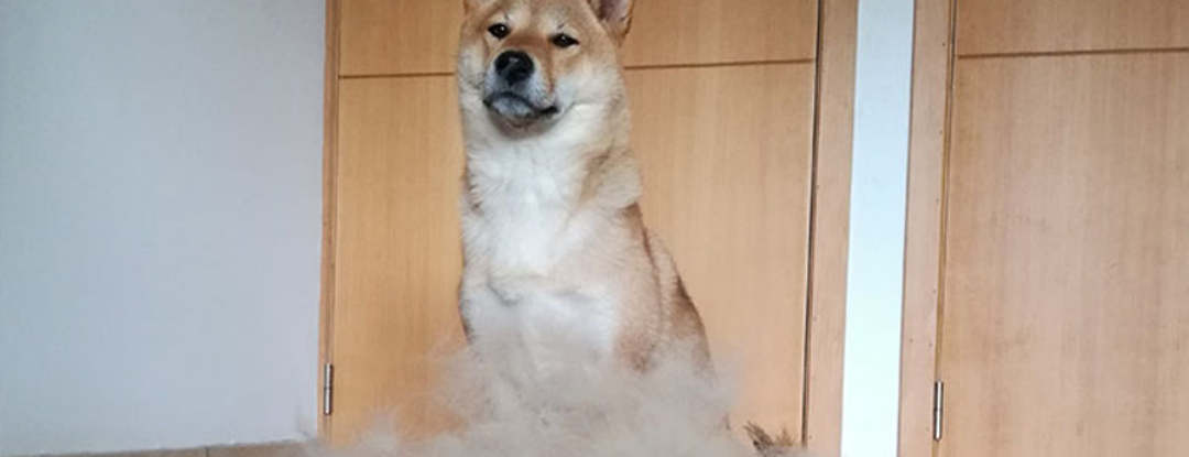 Je hond opleuken