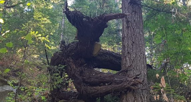 6 bijzondere bomen