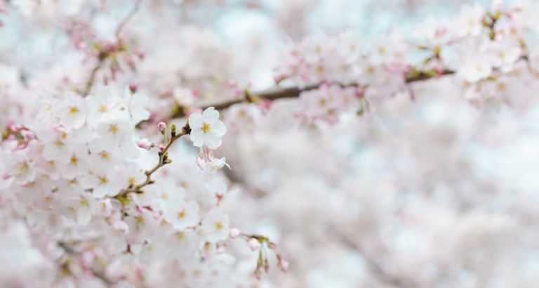 Drie keer genieten van bloemen