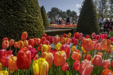 keukenhof