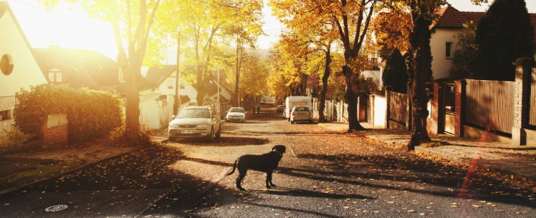 ‘De honden blaften voort’