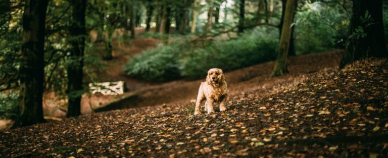 ‘Zo ver gaat de trouw van een hond’