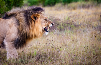 De mooiste dierenfoto’s