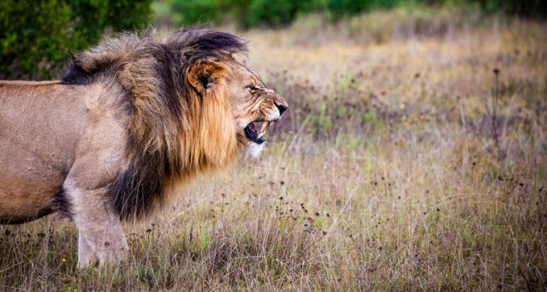 De mooiste dierenfoto’s