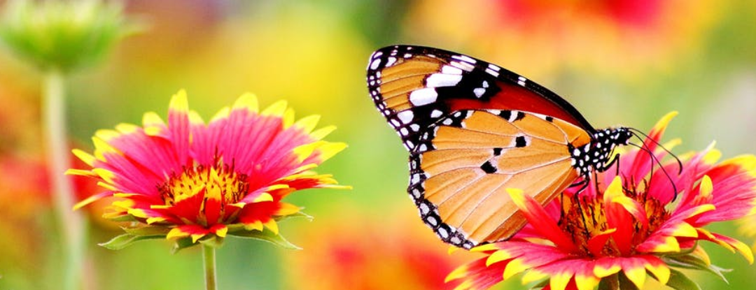 In een tuin vol vlinders