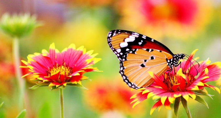 In een tuin vol vlinders