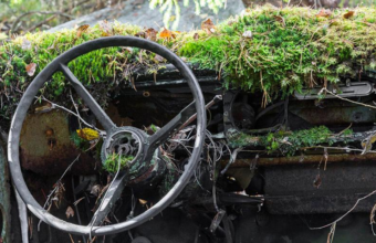 Moeder natuur overwint