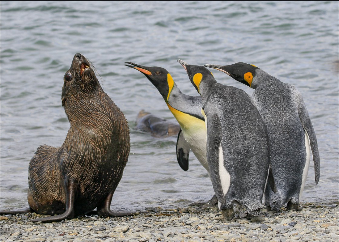 Comedy Wildlife Photography Awards