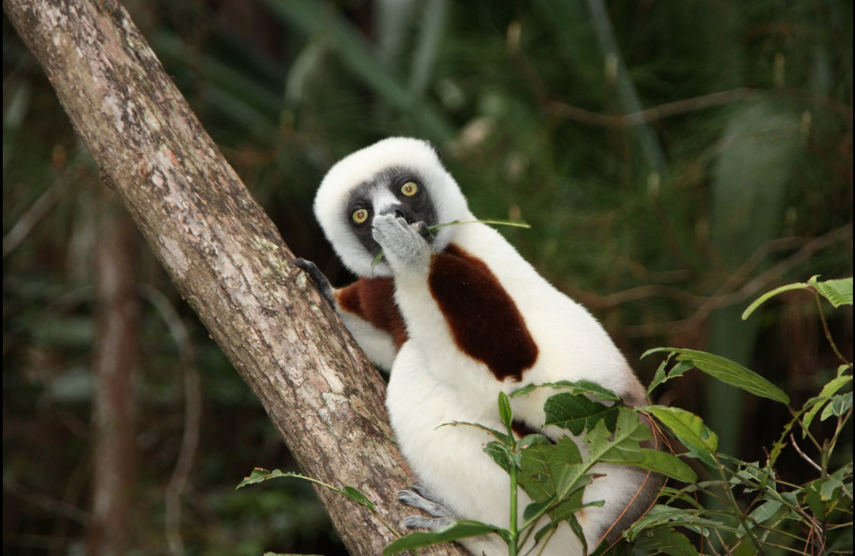 Comedy Wildlife Photography Awards