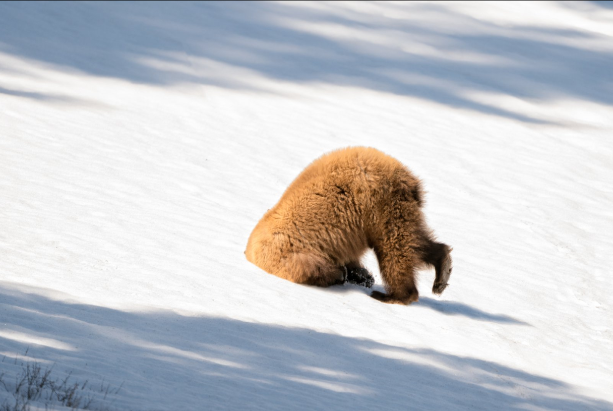 Comedy Wildlife Photography Awards