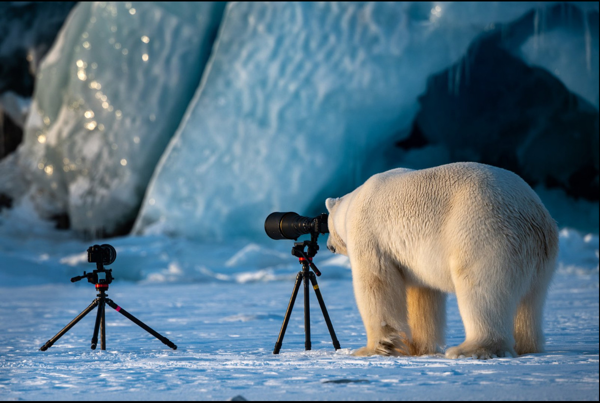 Comedy Wildlife Photography Awards