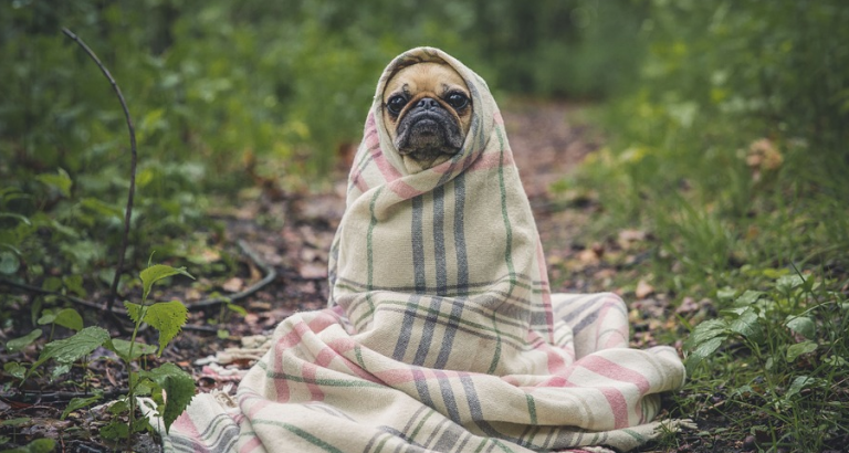 De grappigste dierenfoto’s van 2018