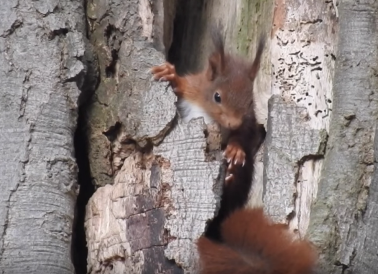 Kijken! Heerlijke beelden van jonge dieren in de lente.