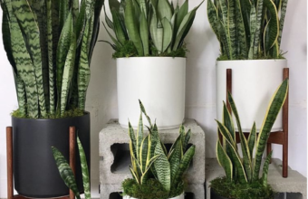 Deze kamerplanten vonden we altijd ouderwets en nu zijn ze ineens heel erg hip