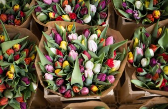 Deze hele maand zijn er tulpen ín Amsterdam