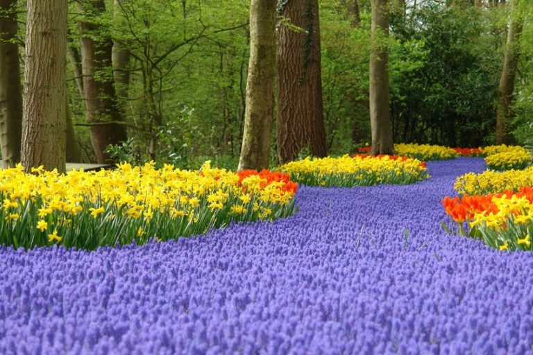 Zo geniet je optimaal van de kleurrijke bloemenvelden