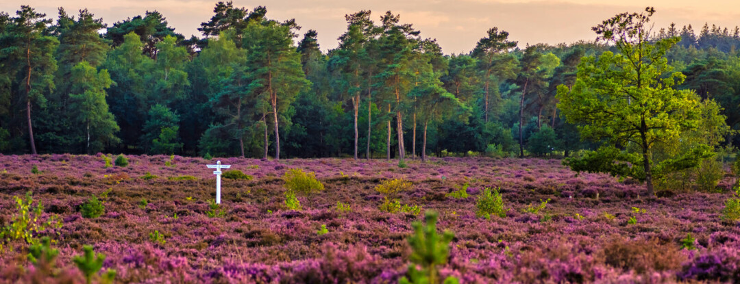 ‘Voor mooie natuur hóef je het niet ver te zoeken’