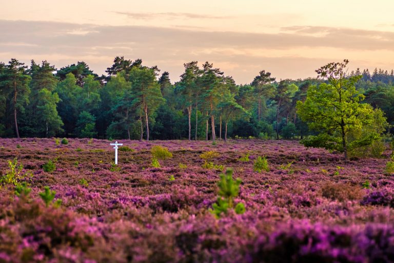 ‘Voor mooie natuur hóef je het niet ver te zoeken’
